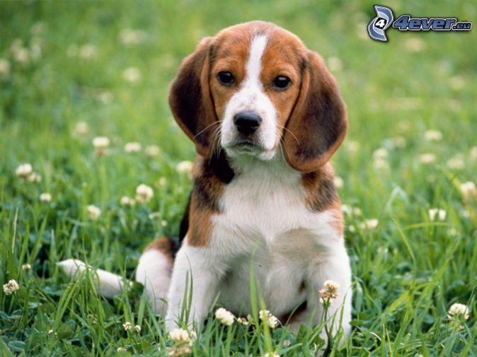 Family Dog Breeds Dog Breeds Picture