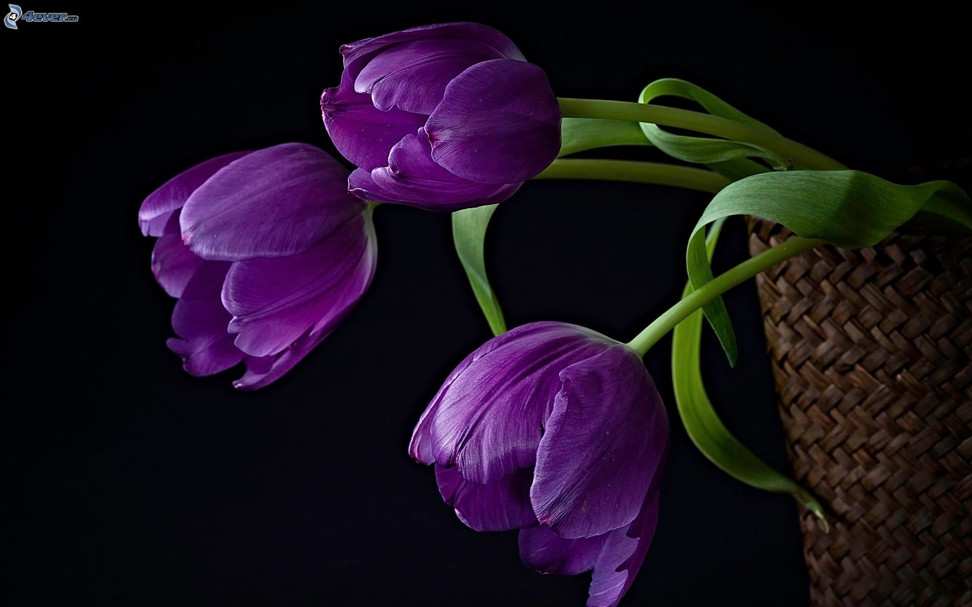 fialove-tulipany,-kosik-167243.jpg